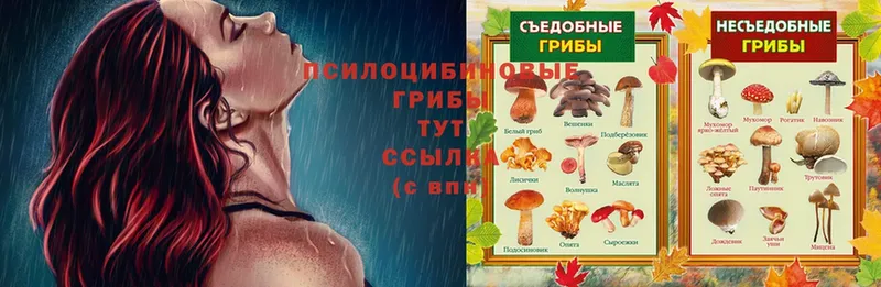 Псилоцибиновые грибы Psilocybine cubensis  дарк нет формула  Заводоуковск  блэк спрут вход 